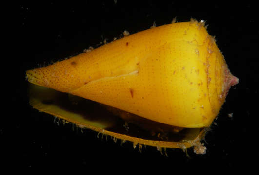 Image of cone snails