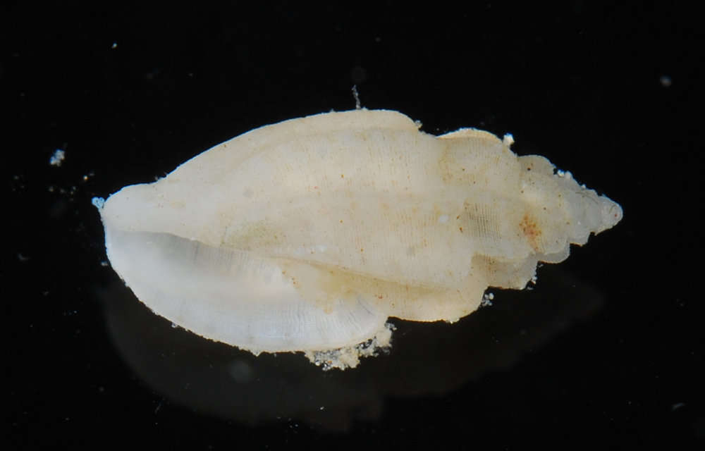 Eucithara paucicostata (Pease 1868)的圖片