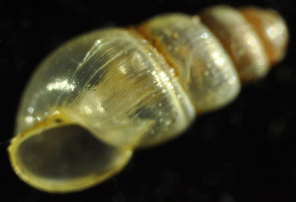 صورة Subulinidae