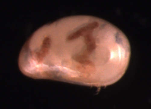 Sivun Xestoleberididae Sars 1928 kuva