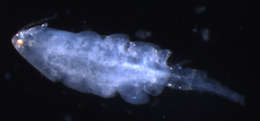 Image of Poecilostomatoida