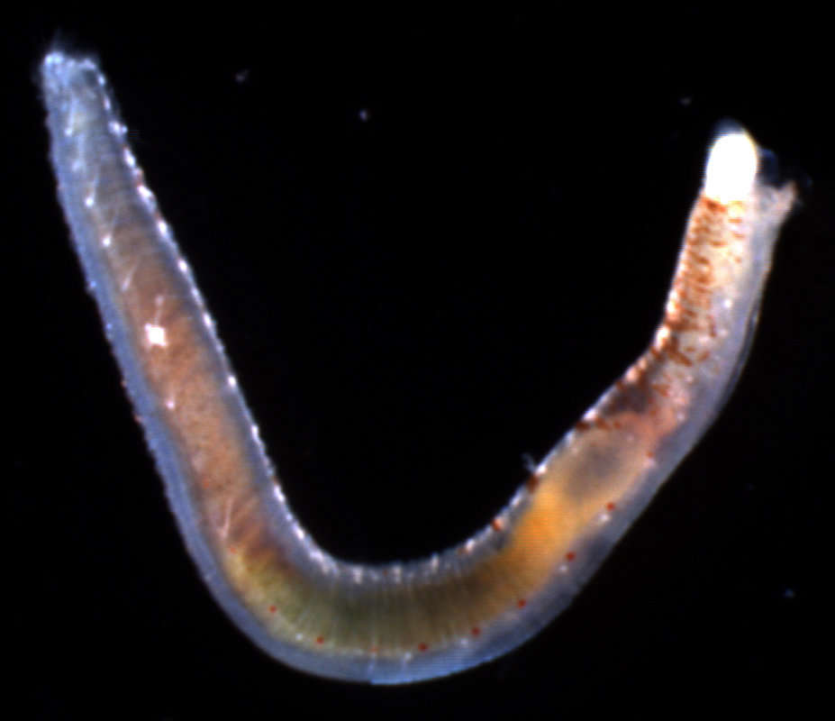 Image of sandbar worms
