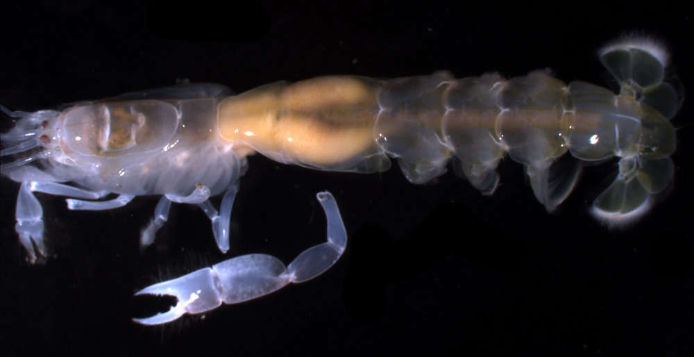 Image of ghost shrimps