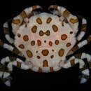 Image of Sea cucumber crab