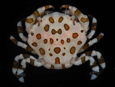 Image of Lissocarcinus