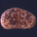 Image of Callistocythere Ruggieri 1953