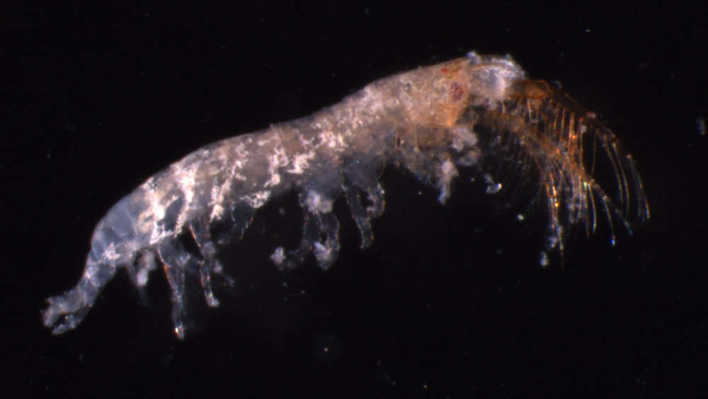 صورة Ischyrocerinae