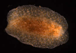 Image of Euctenidiacea