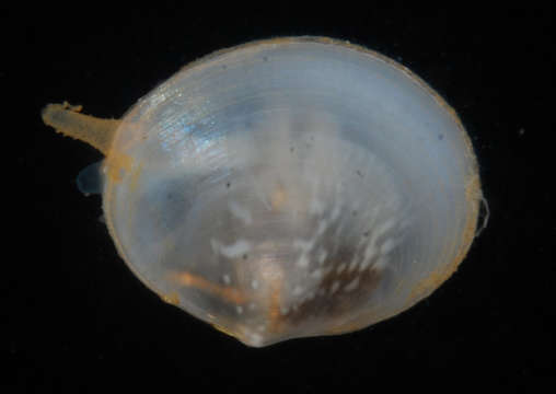 Image of Heterodonta