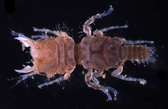 Image de Cymothooidea Leach 1814