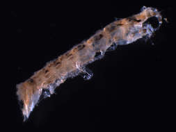 Image of Anthuroidea Leach 1914