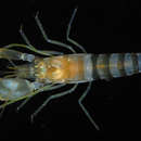 Image of snowflake snapping shrimp
