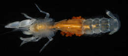 Image of ghost shrimps