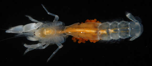 Image of ghost shrimps