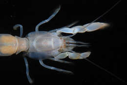 Image of ghost shrimps