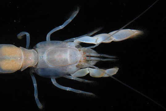 Image of ghost shrimps