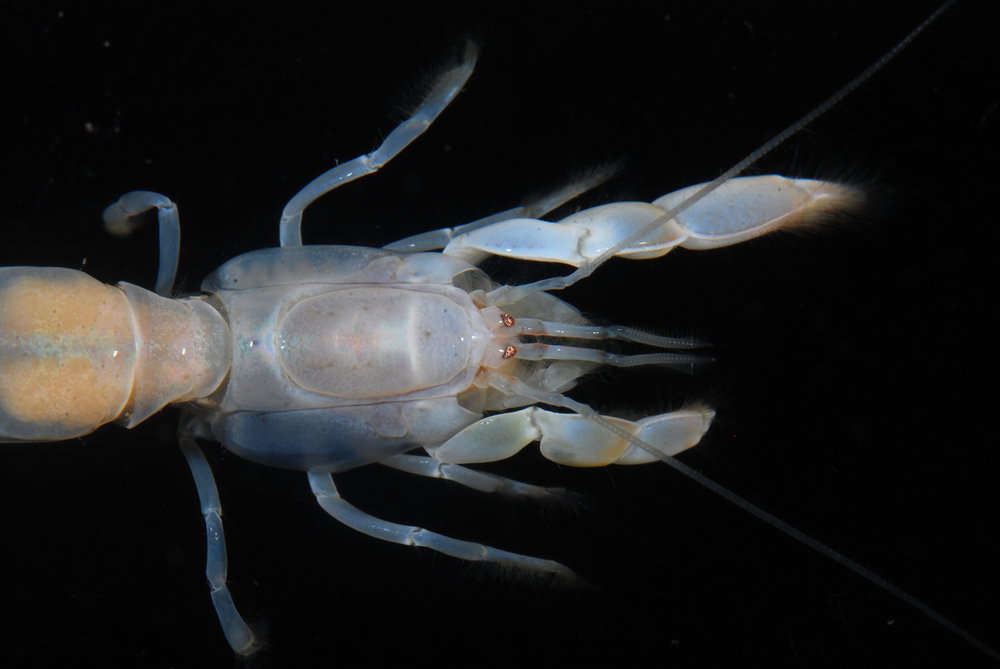 Image of ghost shrimps