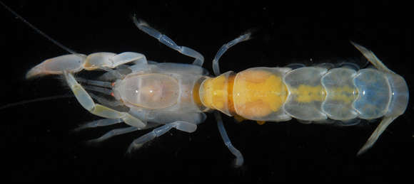 Image of ghost shrimps