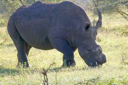 Image of Grass Rhinoceros