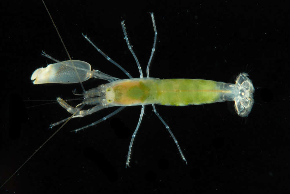 Image of smoothclaw snapping shrimp
