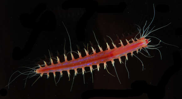 Image of Phyllodocida