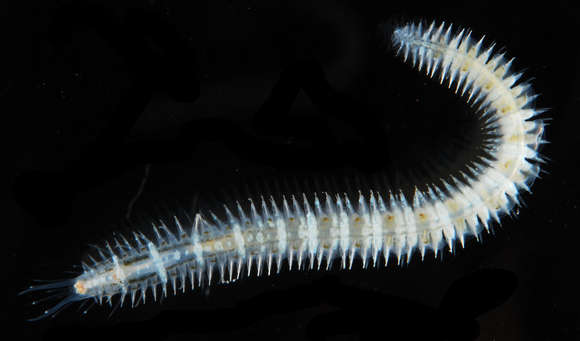 Image of Phyllodocida