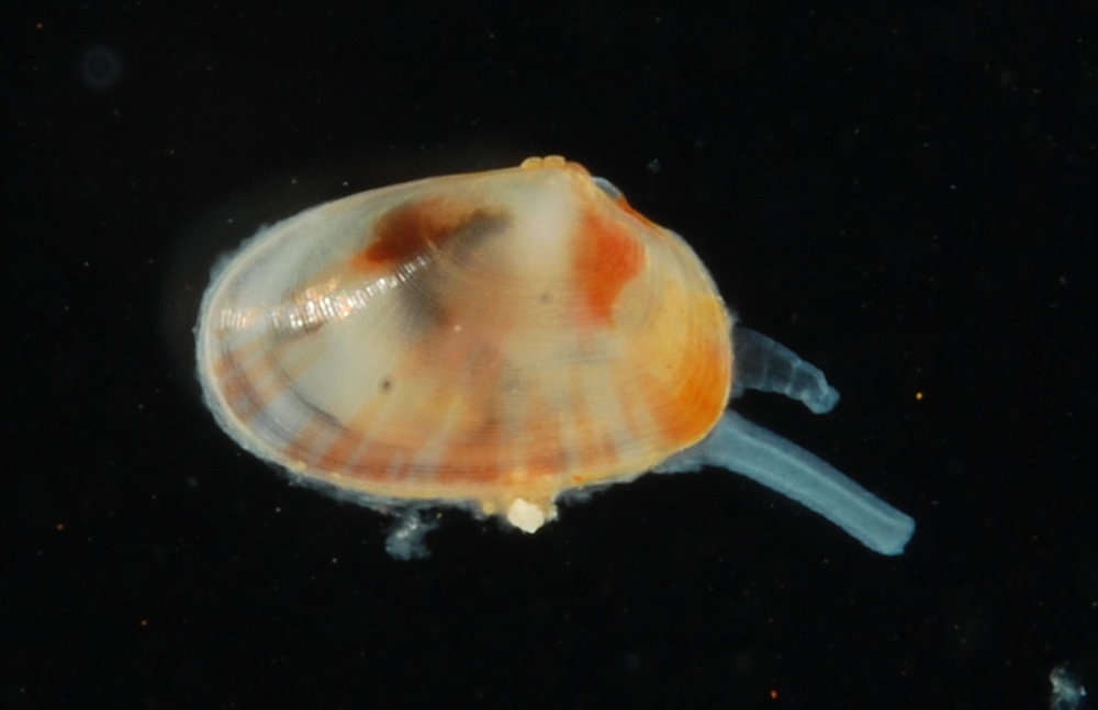 Image of Heterodonta