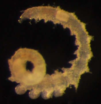 Image de Phyllodocida