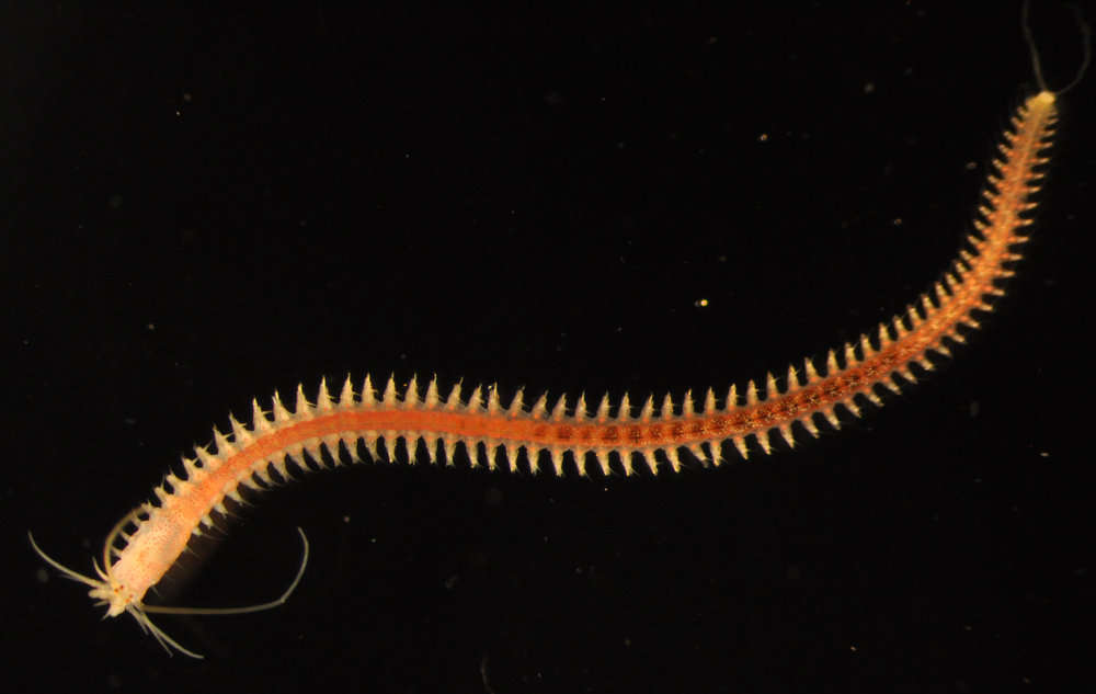 Image of ragworms