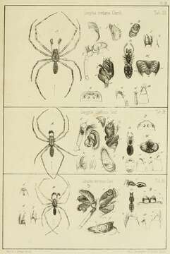 Image of Neriene montana (Clerck 1757)