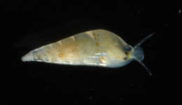 Image of Vanikoroidea Gray 1840