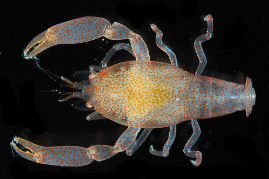 Image of Conchodytes