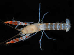 Image of ghost shrimps