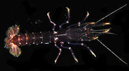 Image of <i>Axiopsis serratifrons</i>