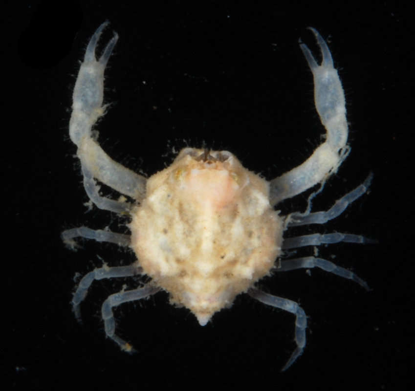 Image of Leucosioidea Samouelle 1819