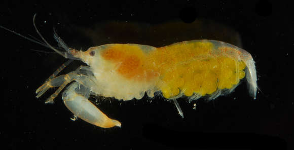 Image of Dirty sand goby shrimp