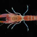 Image of Axiopsis Affinis
