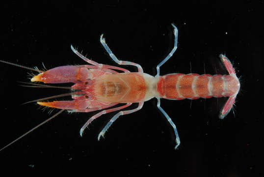 Image of Axiopsis Affinis