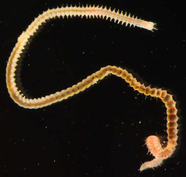 Image of long-eyed shrimps