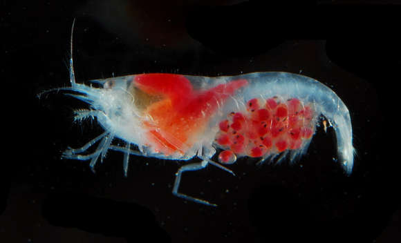 Слика од <i>Prionalpheus triarticulatus</i>