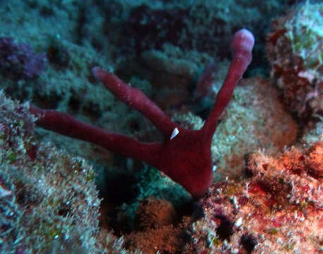 Image of Brown finger sponge