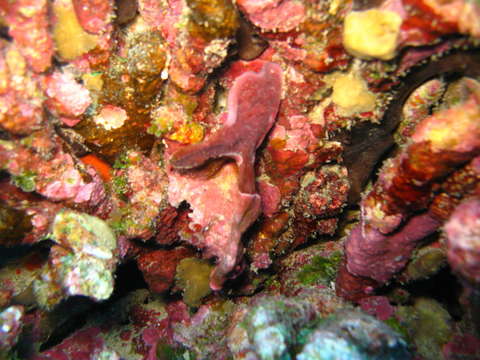 Image of Brown finger sponge