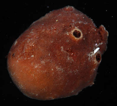 Image of Heteroscleromorpha Cárdenas, Pérez & Boury-Esnault 2012