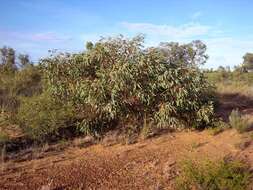 Image of Eucalyptus ammophila M. I. H. Brooker & A. V. Slee