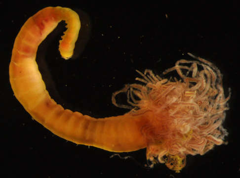 Image of Terebellinae