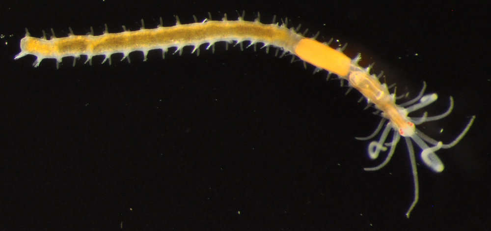 Image of Phyllodocida