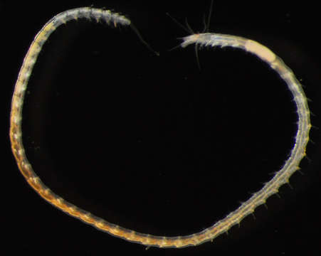 Image de Phyllodocida