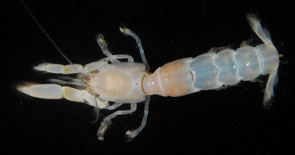 Image of ghost shrimps