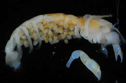 Image of ghost shrimps