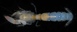 Image of ghost shrimps